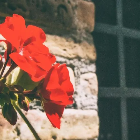 La Casa Di Flora * Spoltore